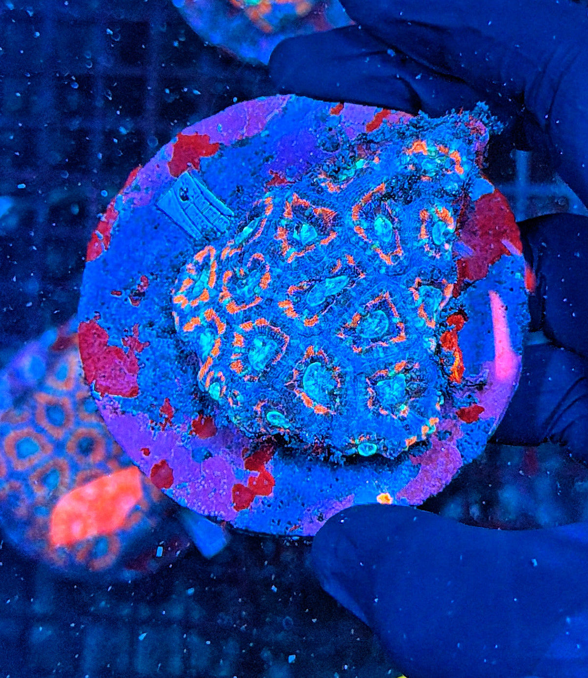 Asian acan colony