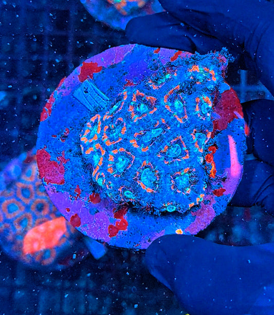 Asian acan colony