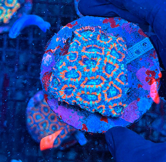 Asian acan colony