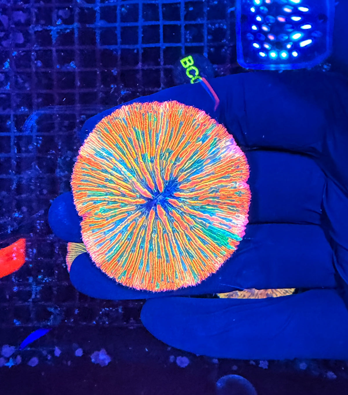 Malay rainbow plate