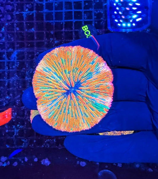 Malay rainbow plate