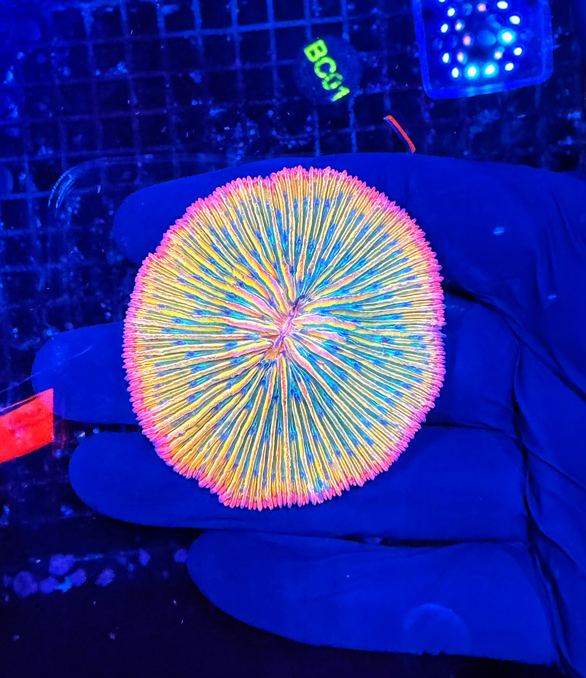 Malay Rainbow plate