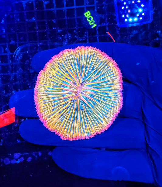 Malay Rainbow plate
