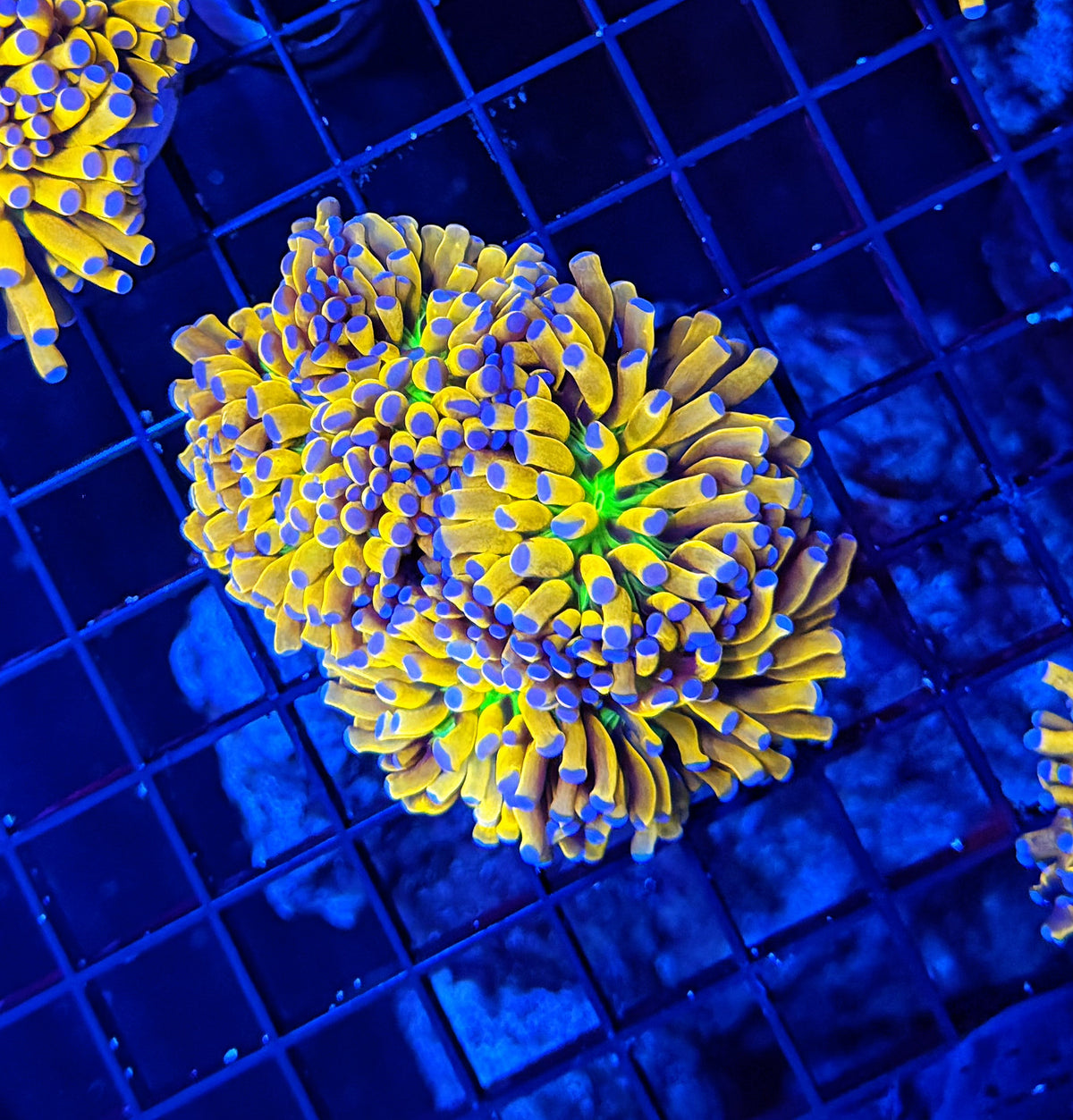 banana grail colony