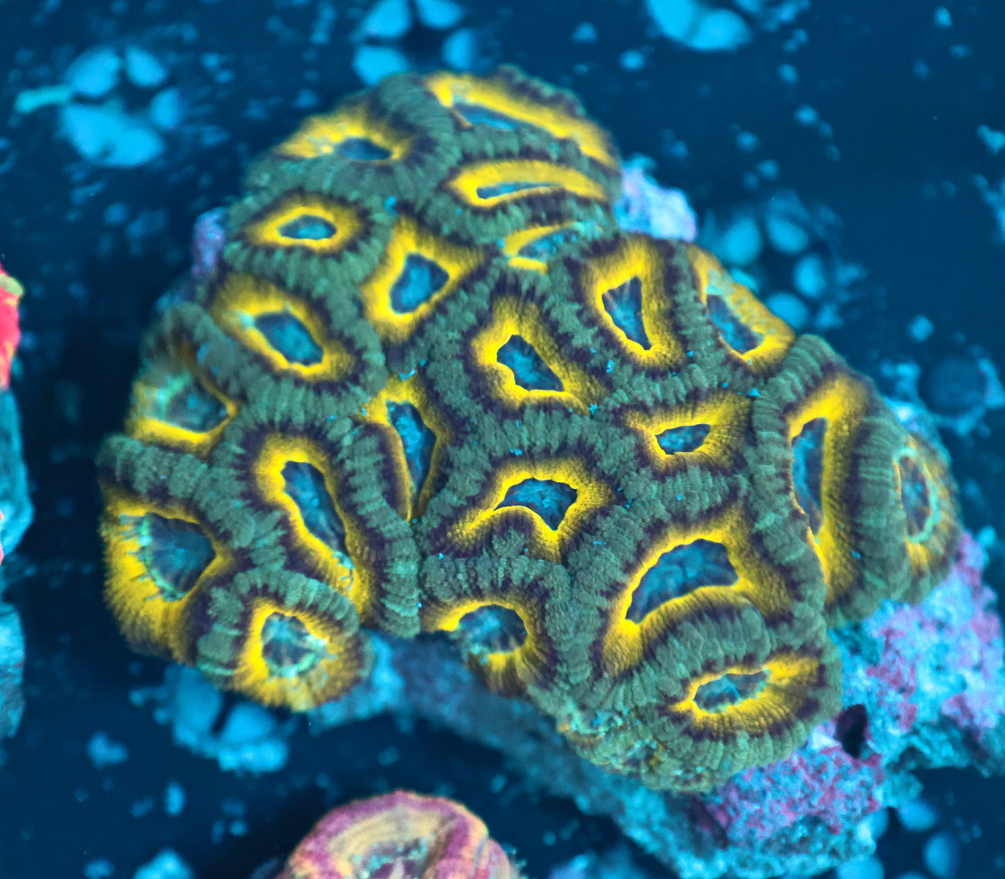Asian acan L
