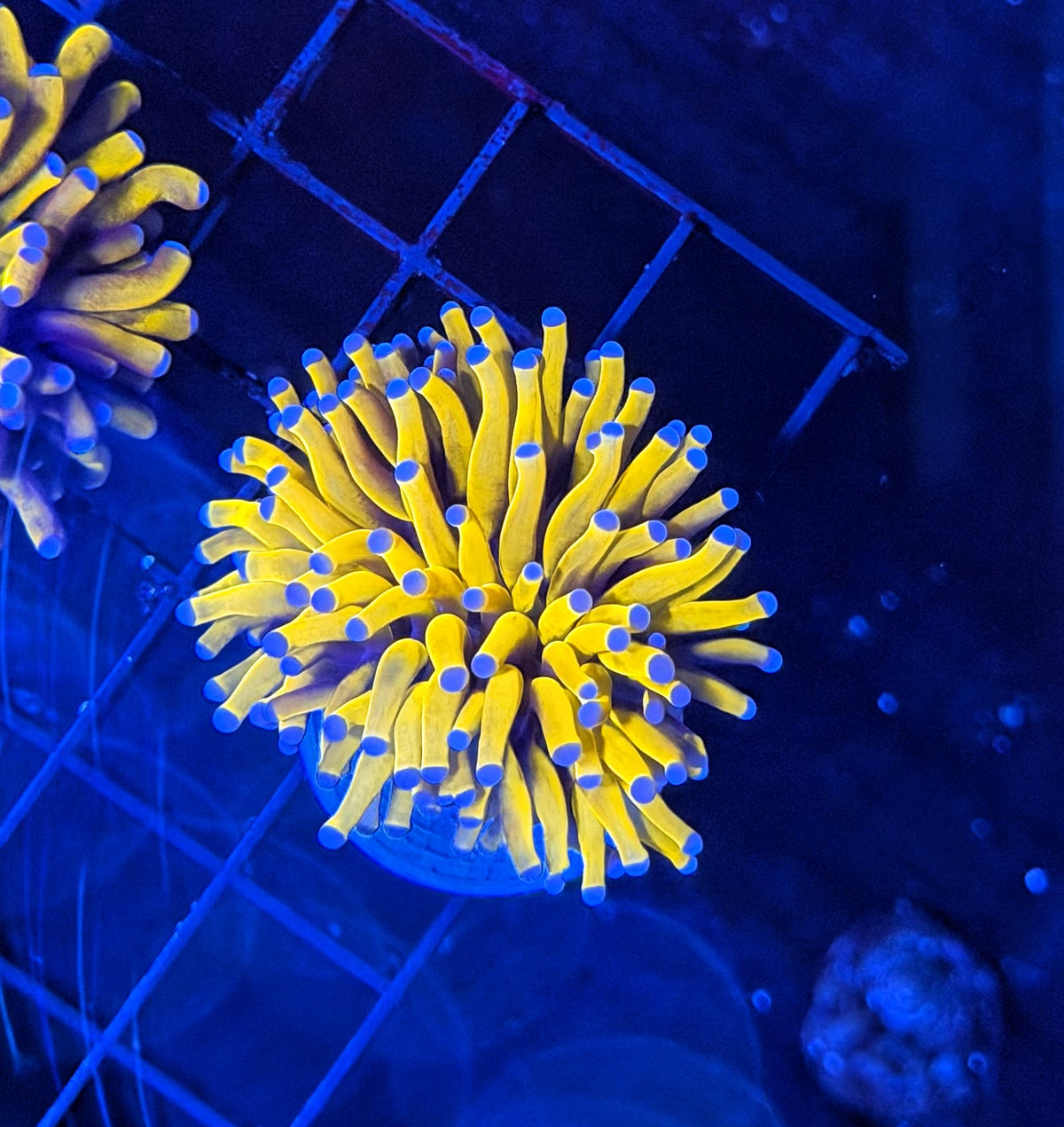 Malay tartar gold