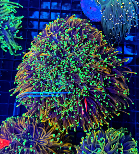 Indo gold large colony cuttable 6-12+ heads (top little bleached)