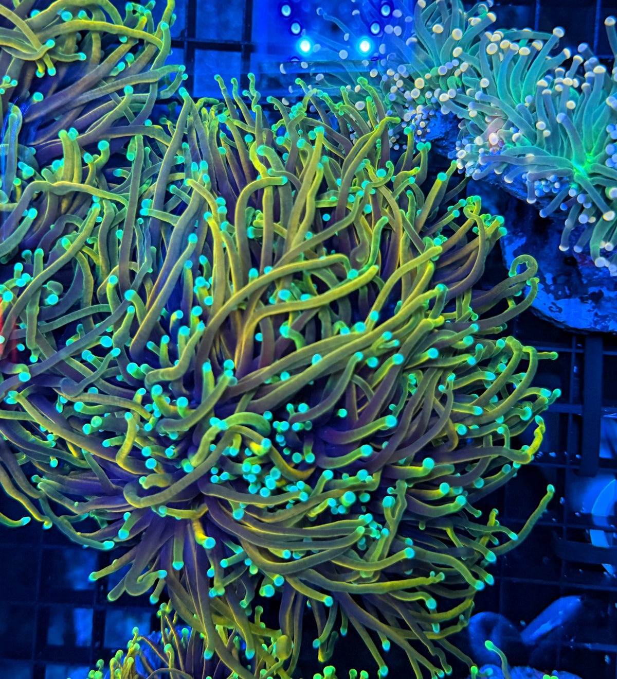 Indo rainbow gold small colony cuttable 3-6+ heads