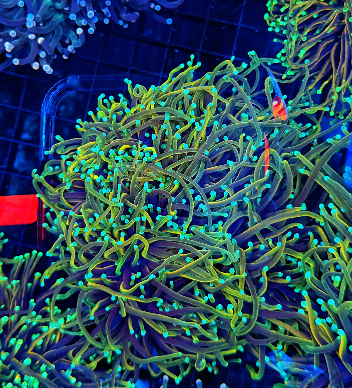 Indo rainbow gold small colony cuttable 3-6+ heads