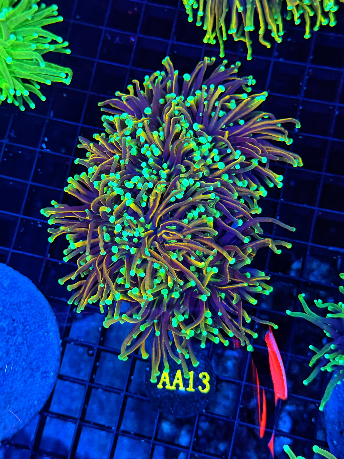 Indo gold small colony cuttable 3-6+ heads