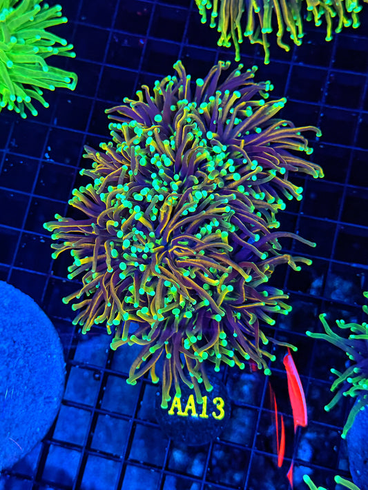 Indo gold small colony cuttable 3-6+ heads