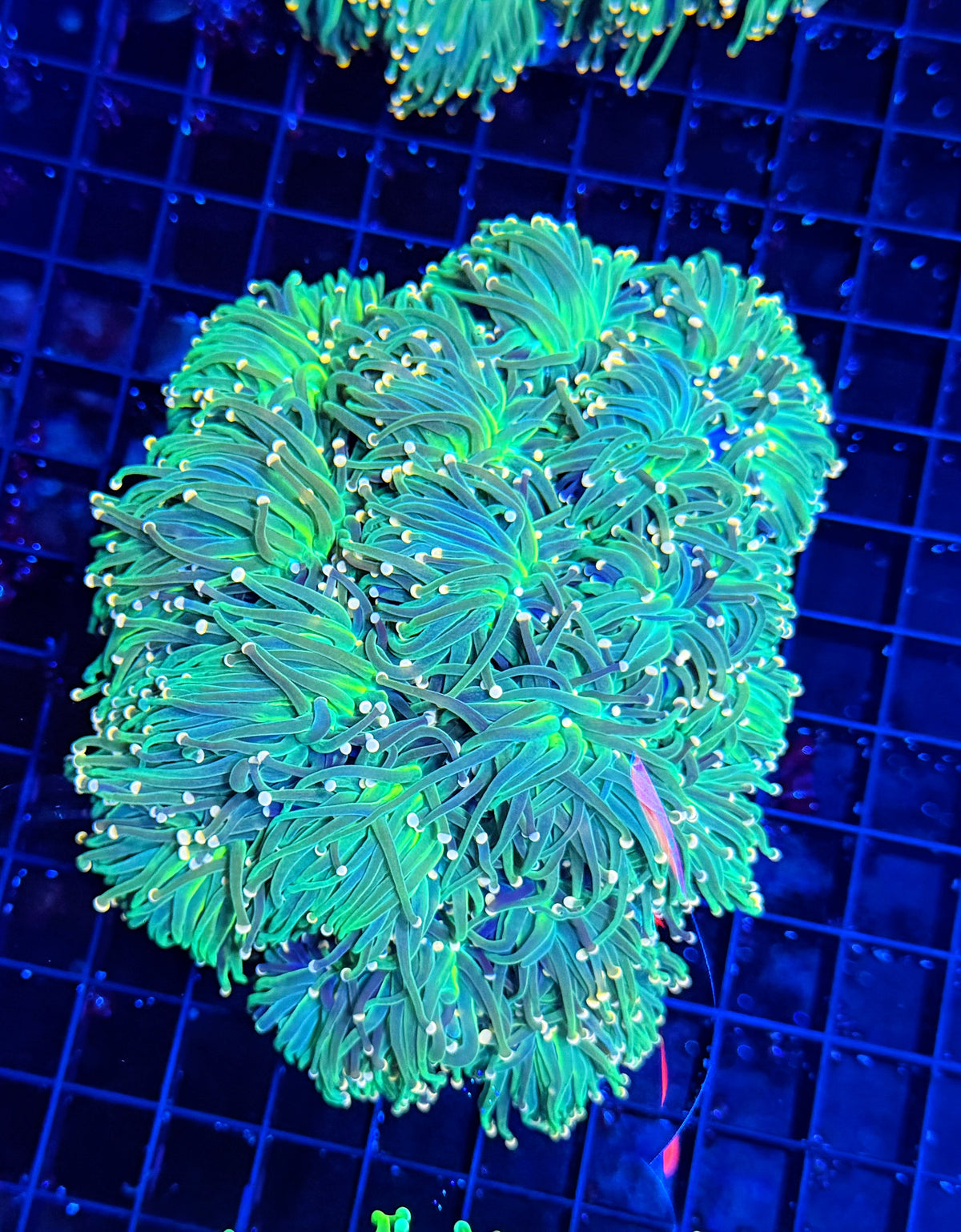Indo green large colony cuttable 6-12+ heads