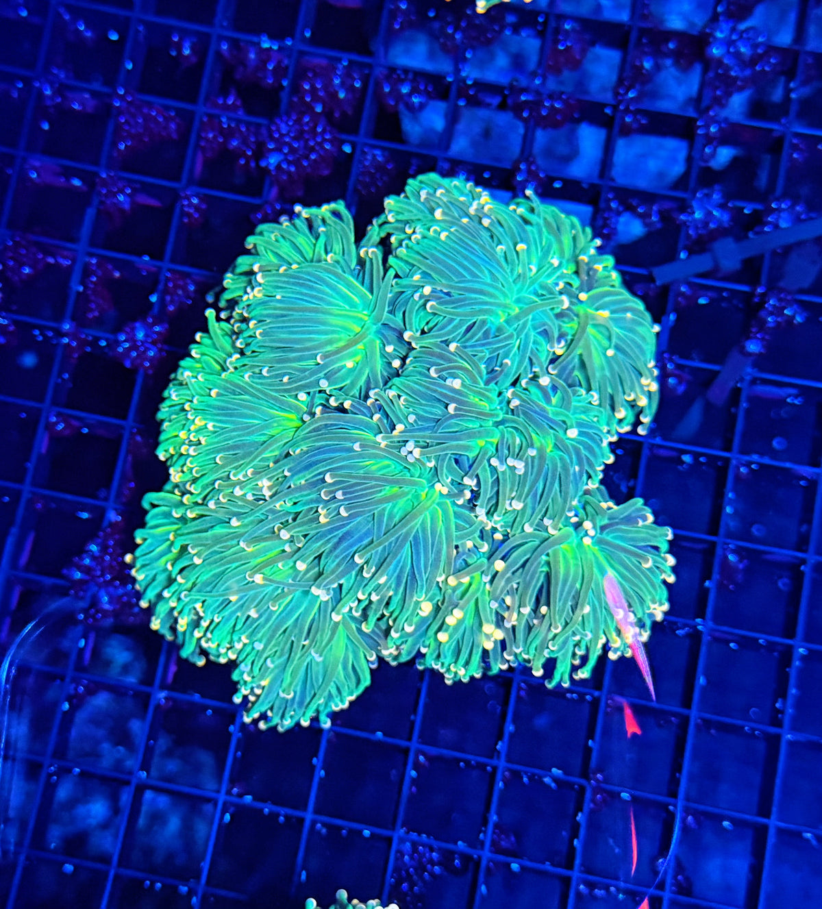 Indo green colony cuttable 4-8+ heads