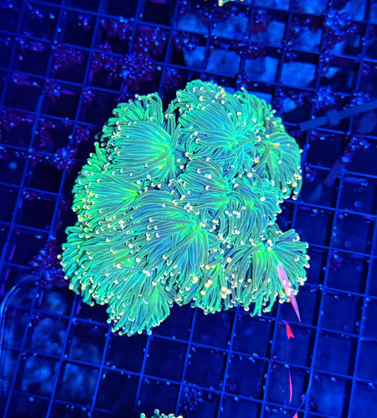 Indo green colony cuttable 4-8+ heads