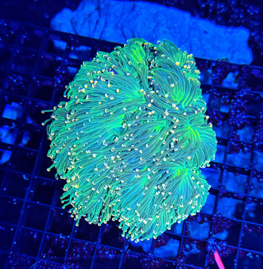 Indo green colony cuttable 4-8+ heads