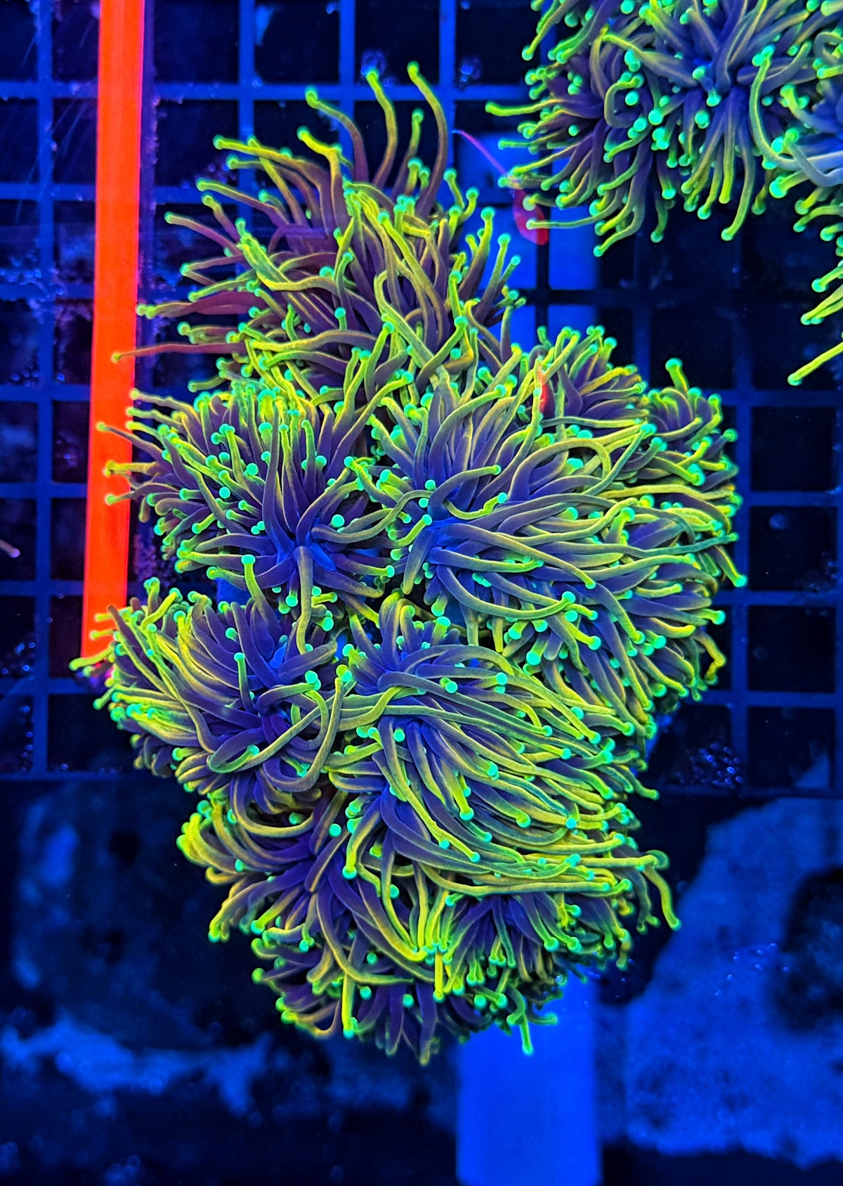 Hellfire large colony cuttable 6-12+ heads