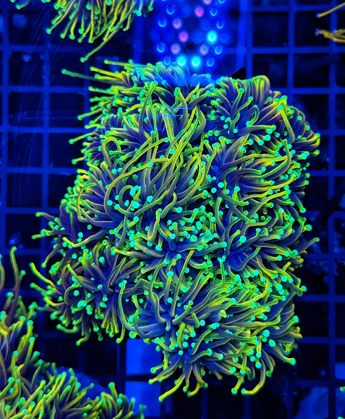 Hellfire large colony cuttable 6-12+ heads