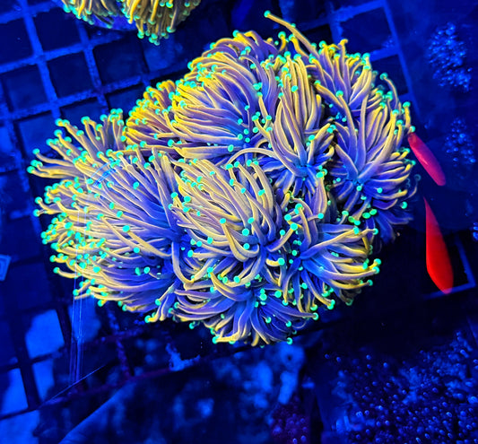 Indo gold large colony cuttable 6-12+ heads
