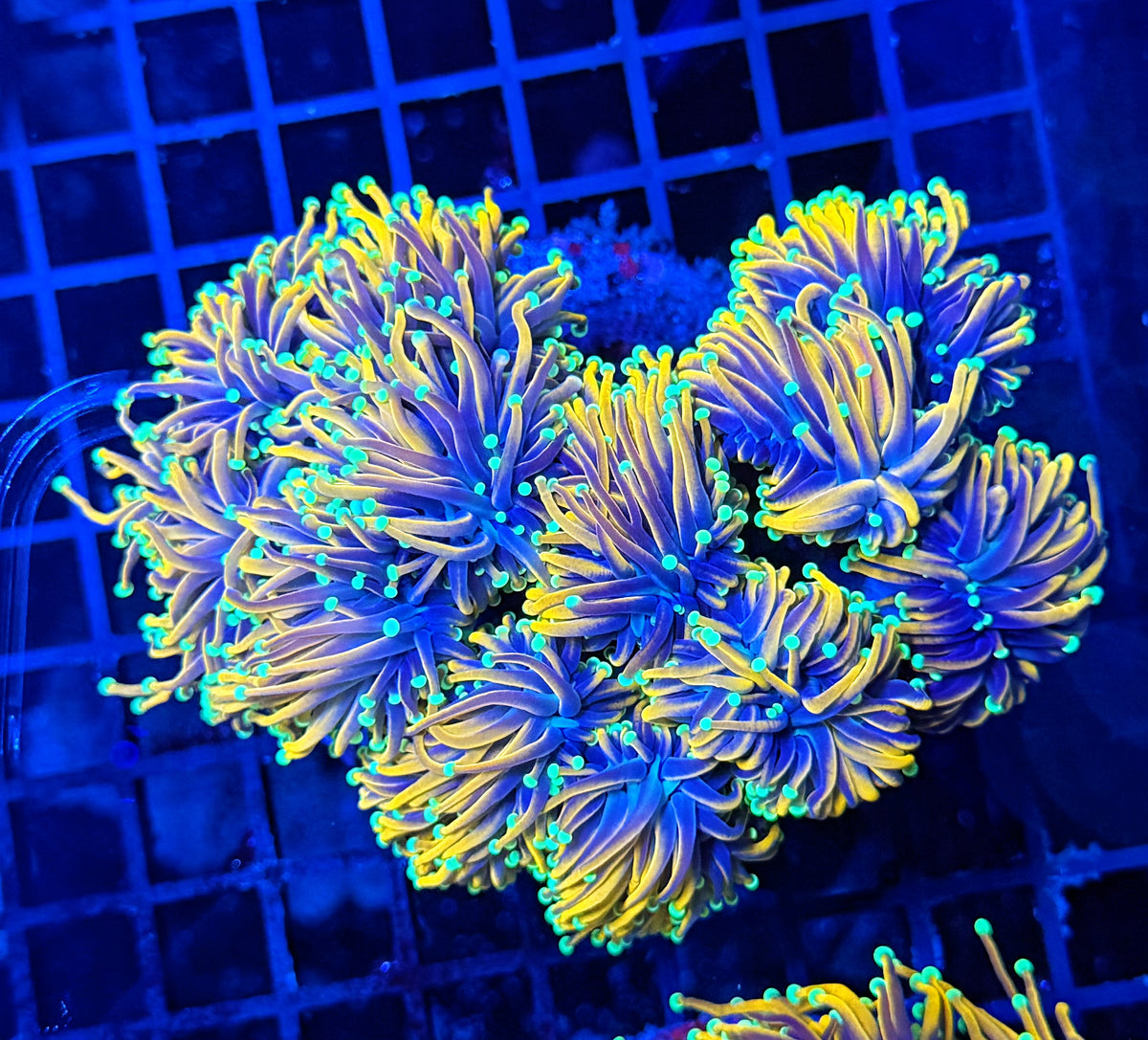 Indo gold large colony cuttable 6-12+ heads