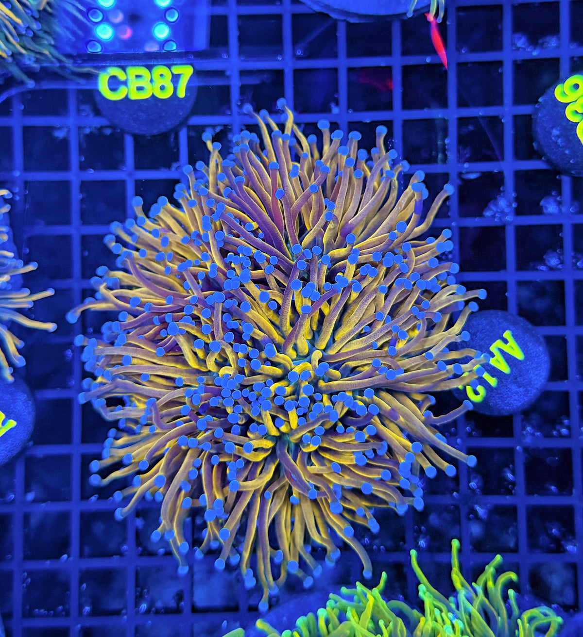 Full spectrum gold colony
