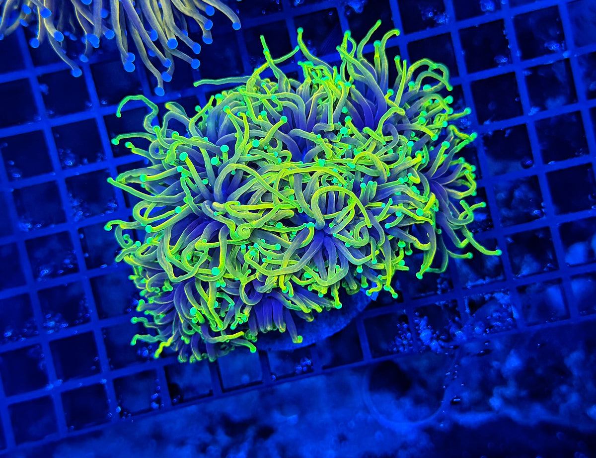 Hellfire colony cuttable 4-8+ heads
