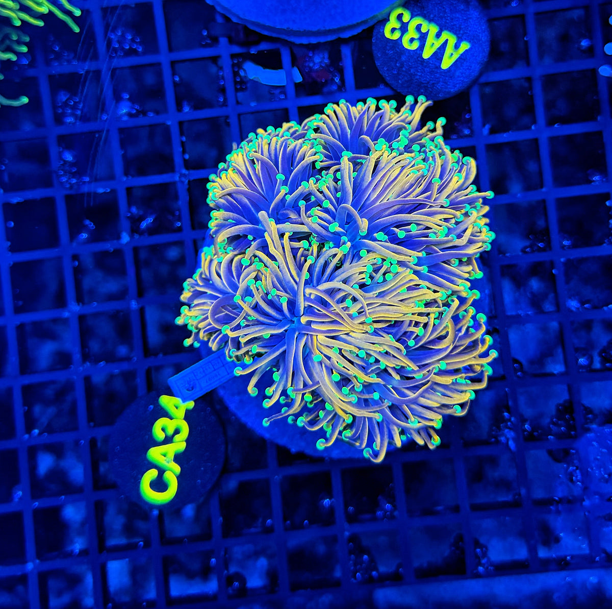 Indo gold colony cuttable 4-8+ heads