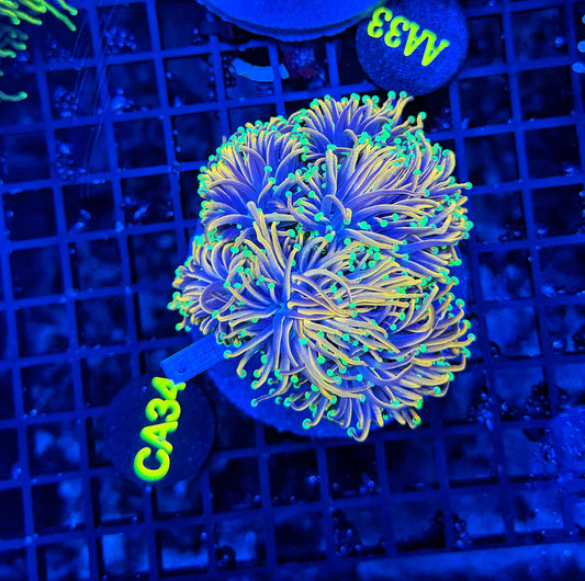 Indo gold colony cuttable 4-8+ heads