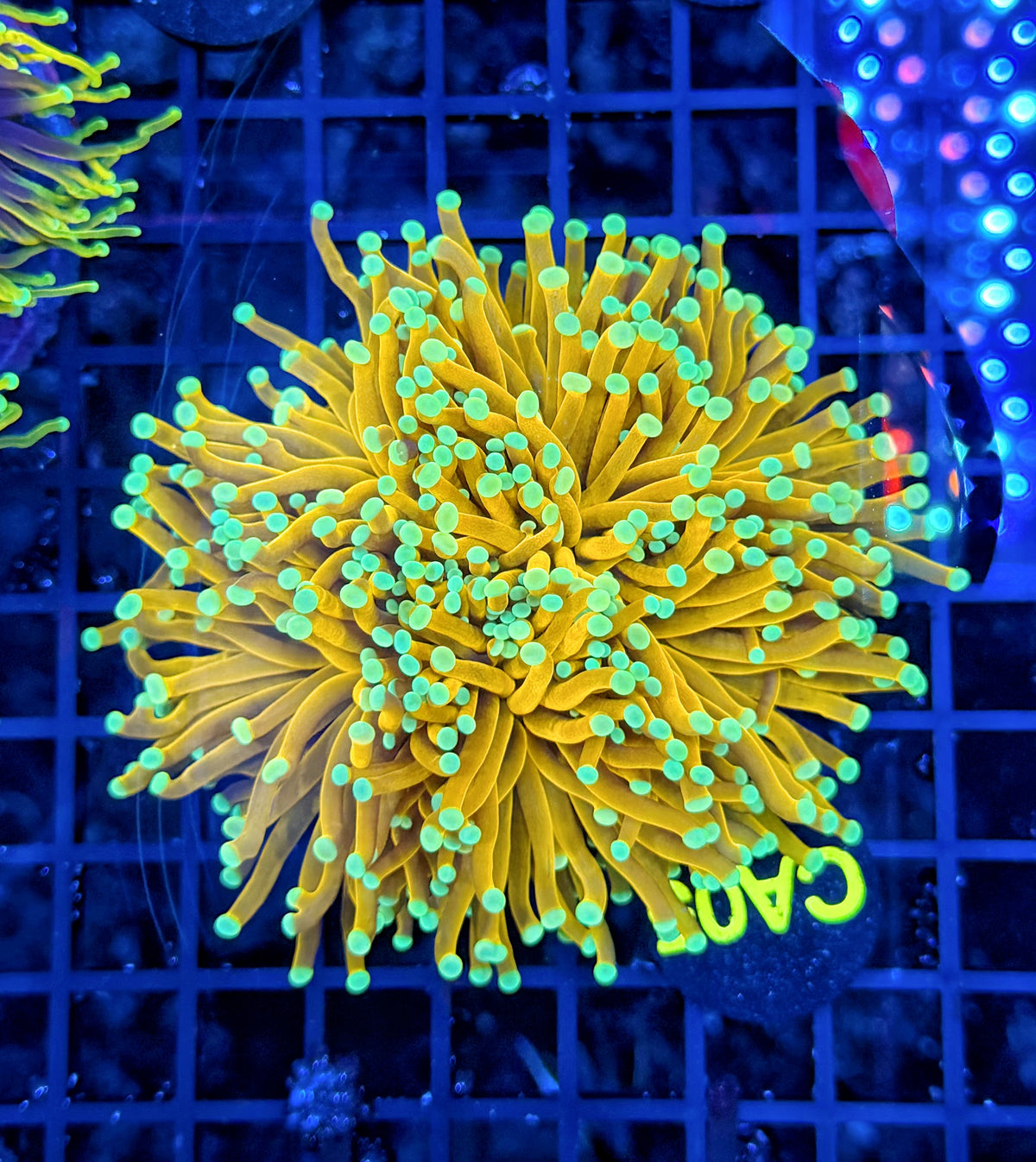 Indo banana type colony