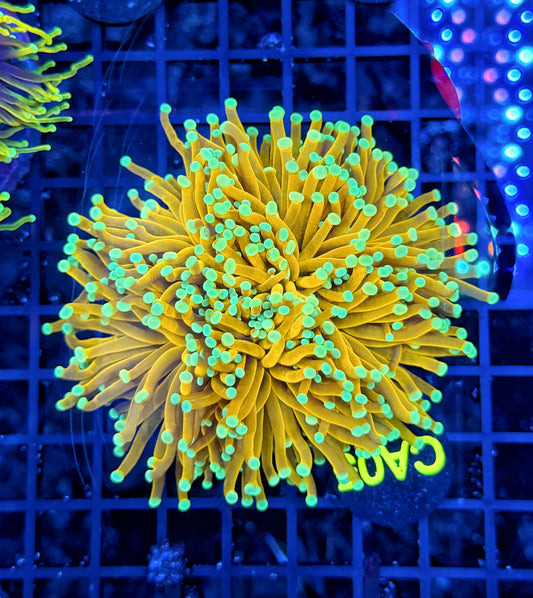 Indo banana type colony