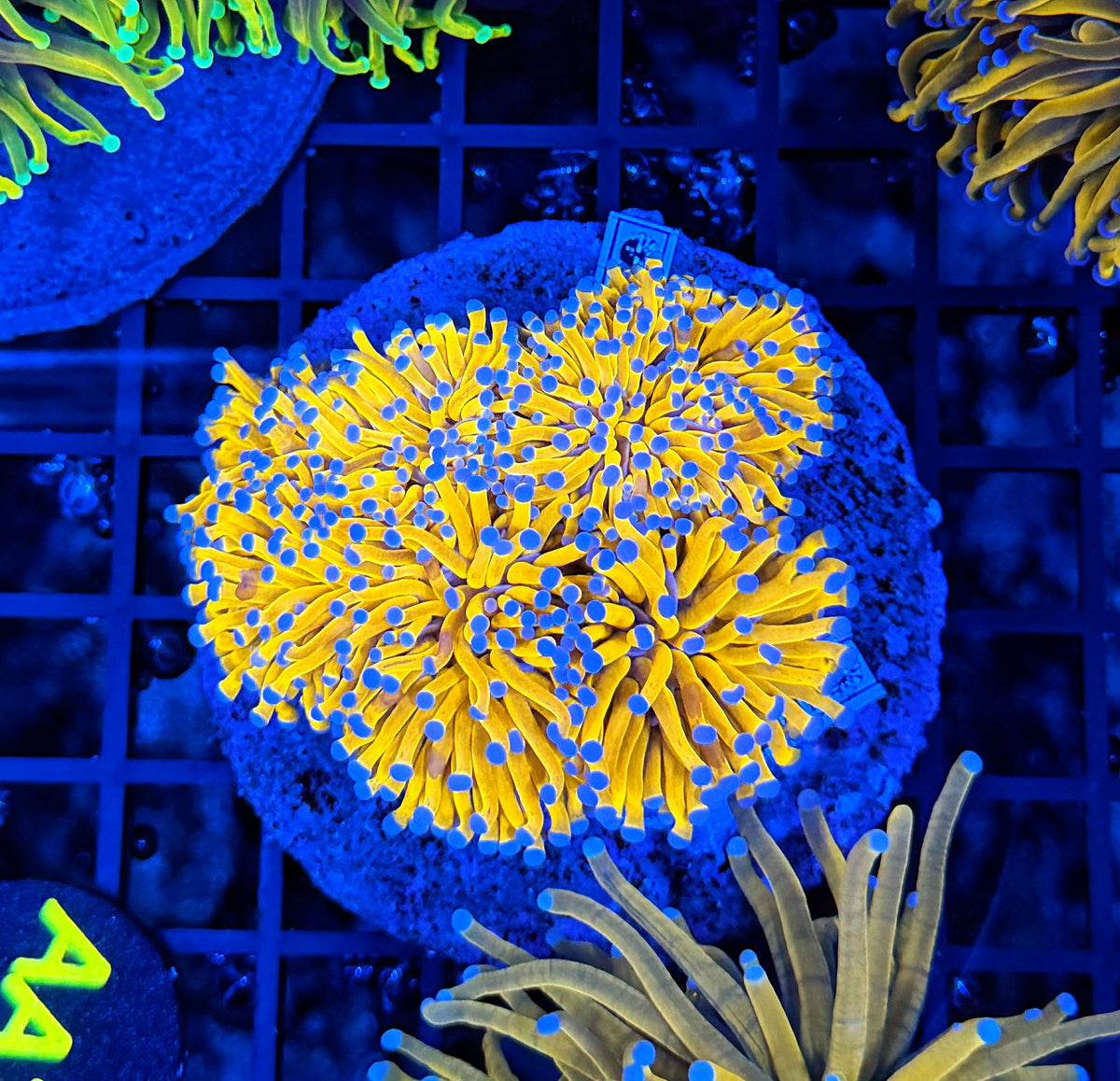 Unreal full gold colony