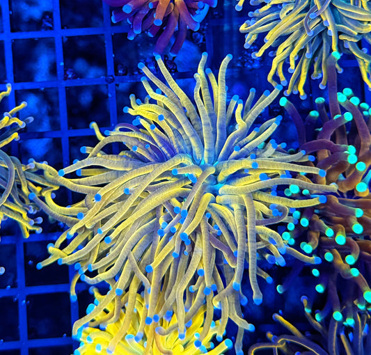 Full spectrum gold
