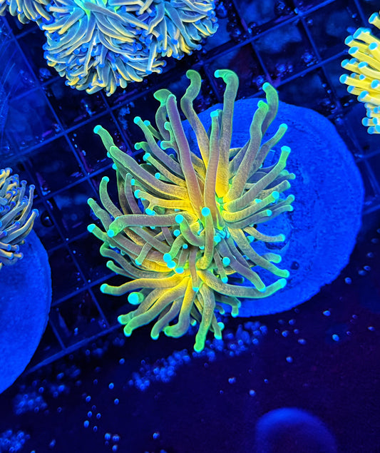 OG Reverse tiger almost 2