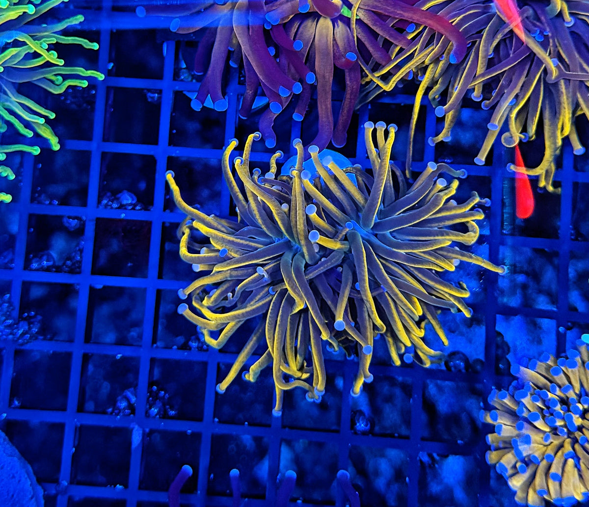 Blue flame gold large