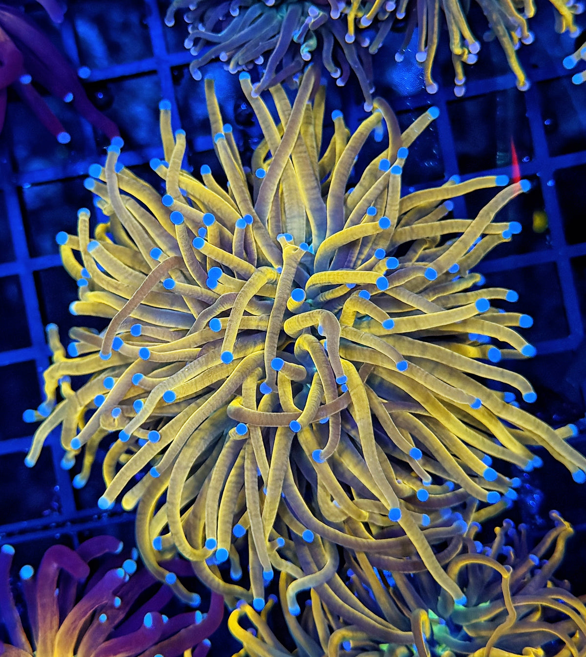Full spectrum gold large
