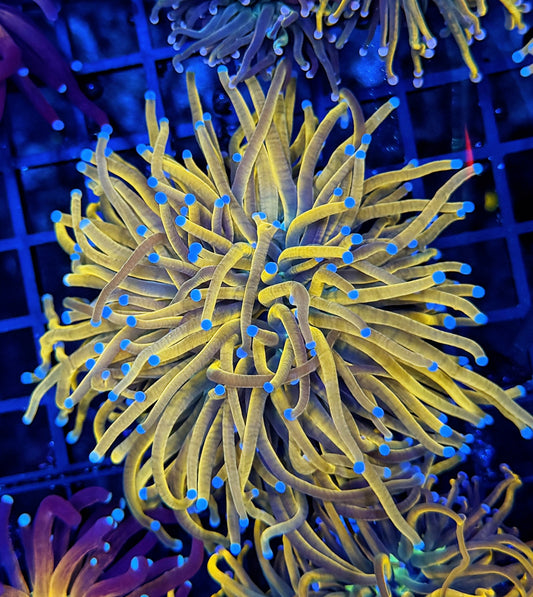 Full spectrum gold large