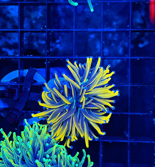 Blue Flame gold