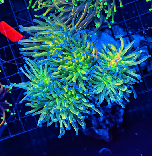 Rainbow HG 3 big heads colony