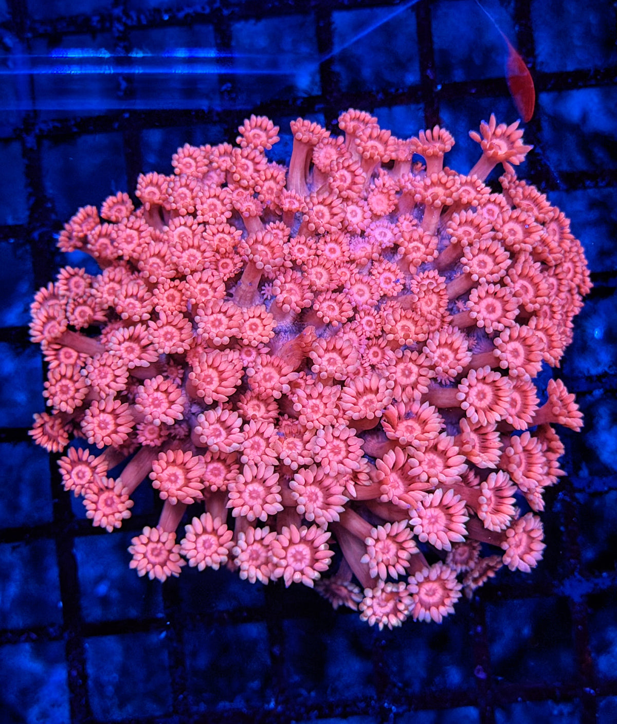 Princess peach pink colony