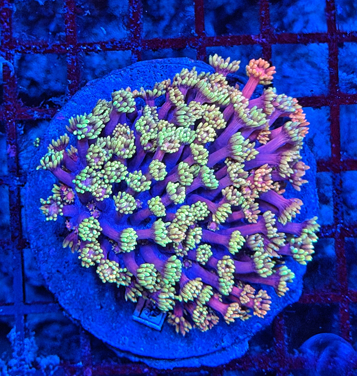 SP rainbow Goni