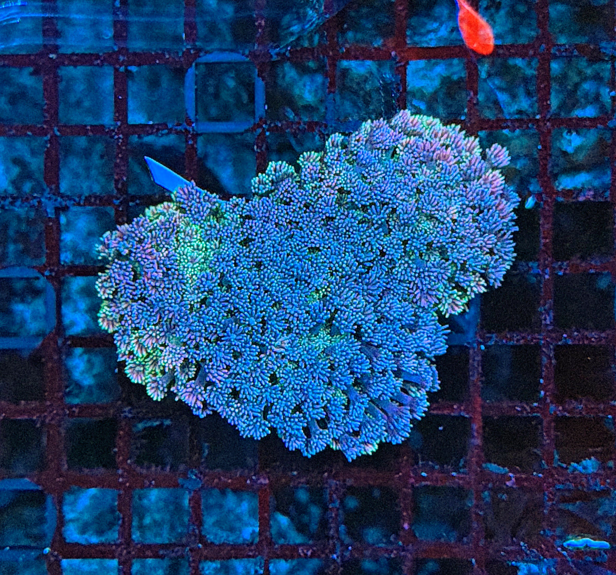 SP rainbow Goni L
