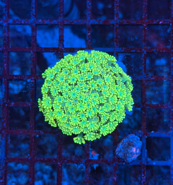 SP Rainbow alveopora