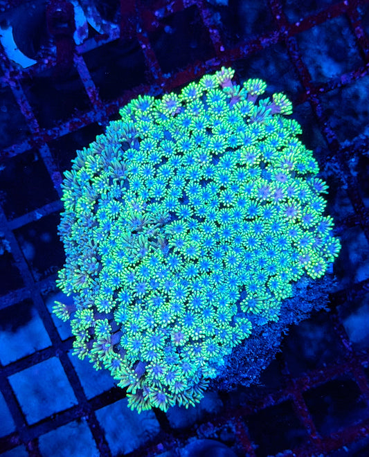 SP rainbow Goni