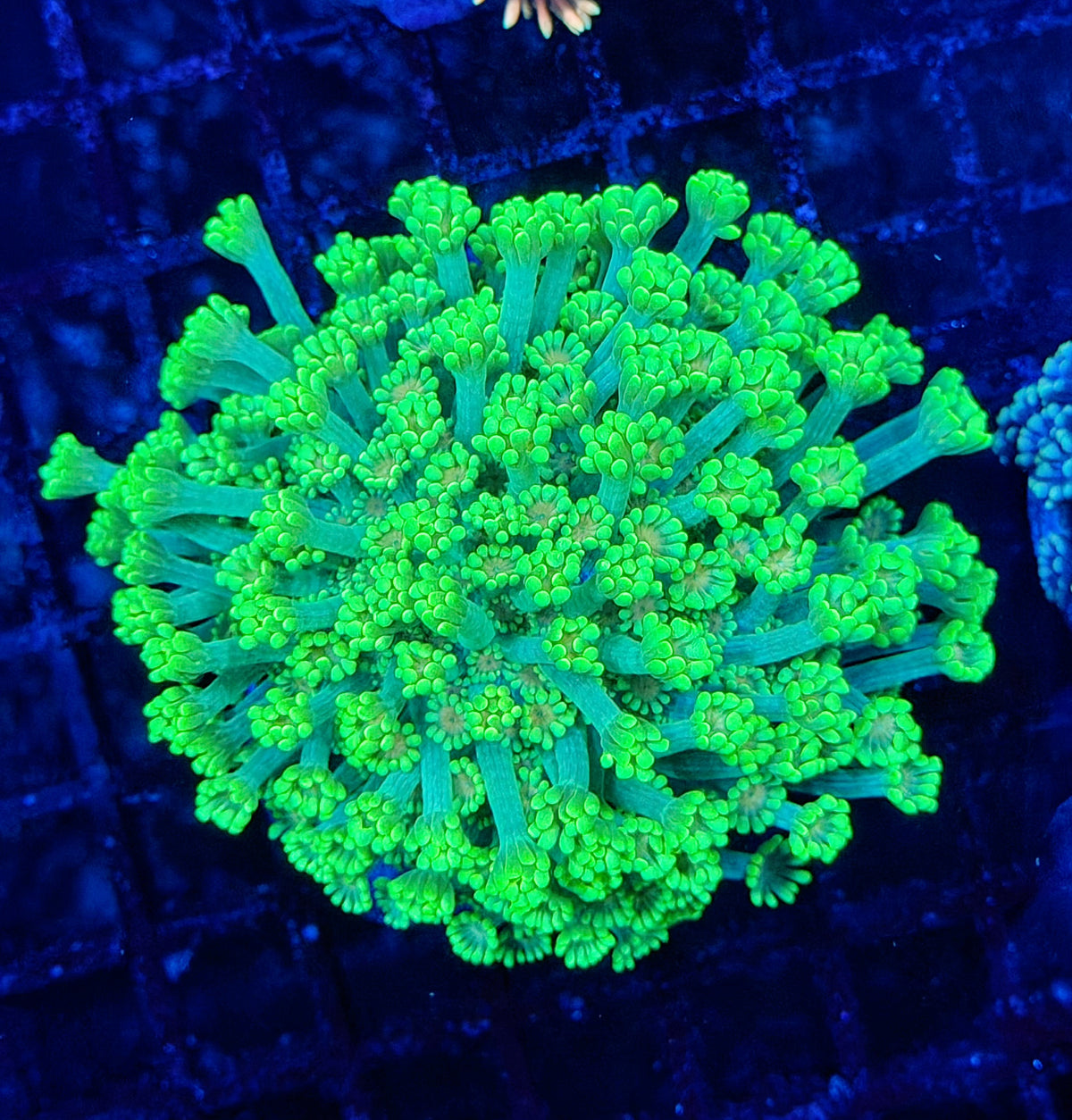 SP Rainbow alveopora