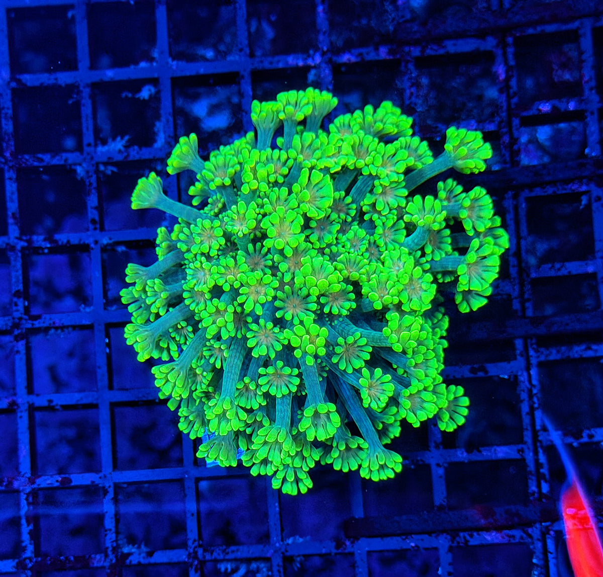SP Rainbow alveopora