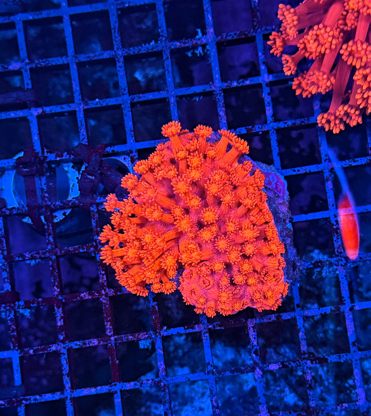 Red Goni