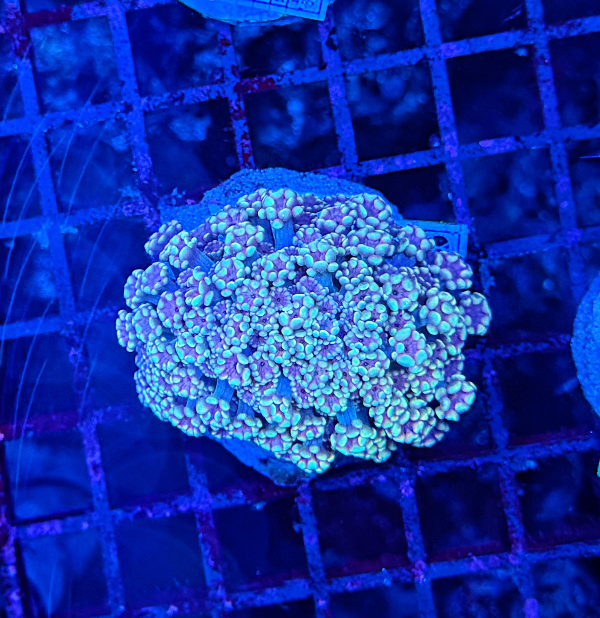 SP Rainbow alveopora