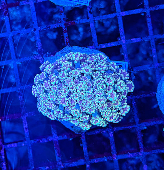 SP Rainbow alveopora