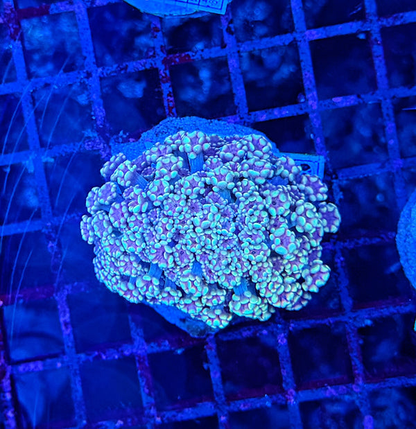 SP Rainbow alveopora