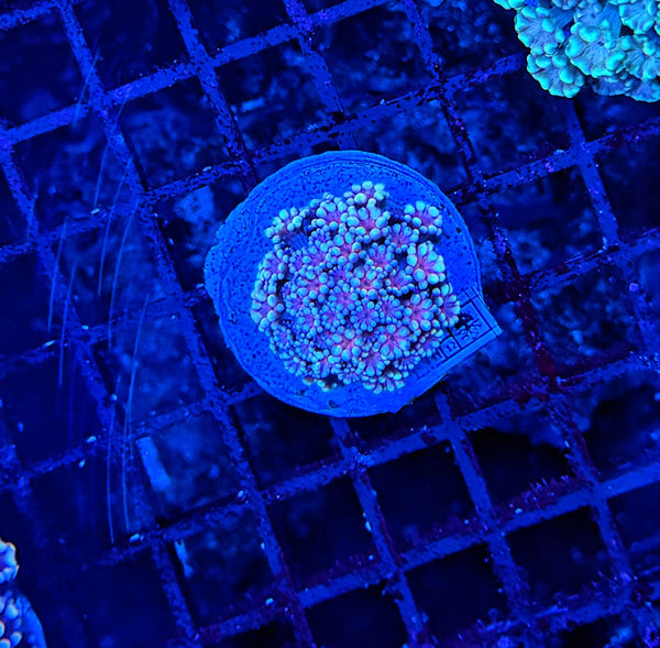 SP Rainbow alveopora