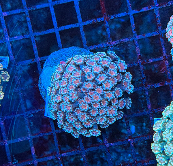 SP Rainbow alveopora